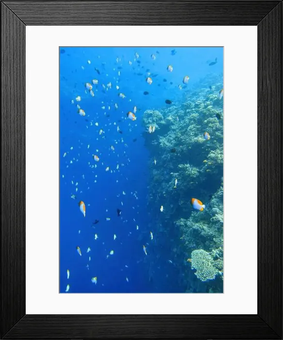 Framed Print : Indonesia Bunaken - Marine life Coral reef with tropical fish Framed Print : Indonesia Bunaken - Marine life Coral reef with tropical fish