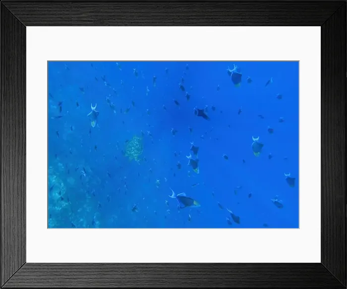 Framed Print : Indonesia Bunaken - Marine life Coral reef with tropical fish and sea turtle Framed Print : Indonesia Bunaken - Marine life Coral reef with tropical fish and sea turtle