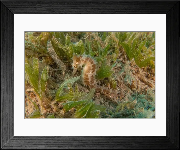 Framed Print : Sea Horse in the Red Sea Colorful and beautiful, Eilat Israel Framed Print : Sea Horse in the Red Sea Colorful and beautiful, Eilat Israel