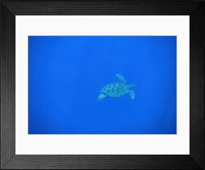 Framed Print : Indonesia Bunaken - Marine life Coral reef with tropical fish and sea turtle Framed Print : Indonesia Bunaken - Marine life Coral reef with tropical fish and sea turtle