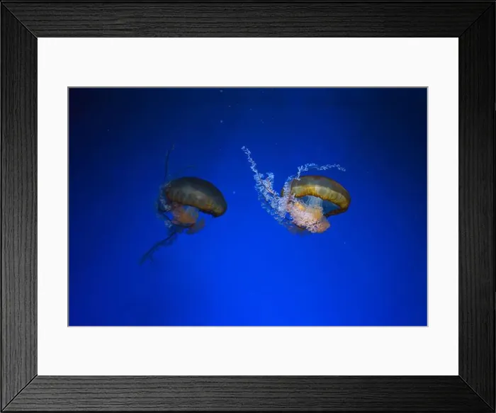 Framed Print : Pacific sea nettle, Orange jellyfish or Chrysaora fuscescens swimming in blue water of aquarium tank Framed Print : Pacific sea nettle, Orange jellyfish or Chrysaora fuscescens swimming in blue water of aquarium tank