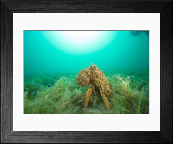 Framed Print : Octopus hunting for food on sand reef Framed Print : Octopus hunting for food on sand reef
