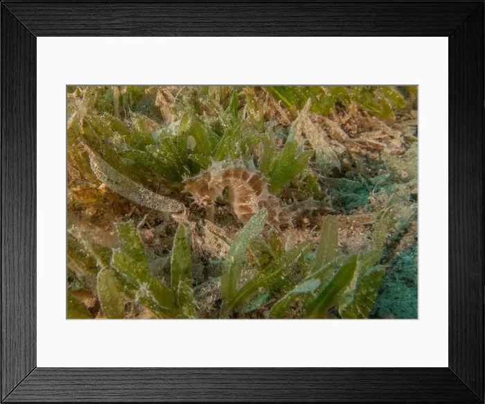 Framed Print : Sea Horse in the Red Sea Colorful and beautiful, Eilat Israel Framed Print : Sea Horse in the Red Sea Colorful and beautiful, Eilat Israel