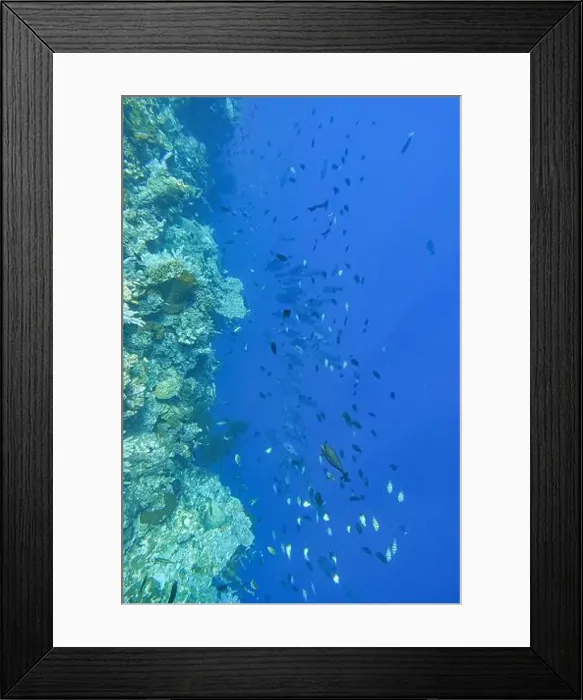 Framed Print : Indonesia Bunaken - Marine life Coral reef with tropical fish Framed Print : Indonesia Bunaken - Marine life Coral reef with tropical fish