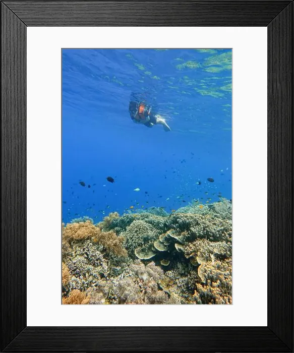 Framed Print : Indonesia Bunaken - Marine life Coral reef - snorkeling Framed Print : Indonesia Bunaken - Marine life Coral reef - snorkeling