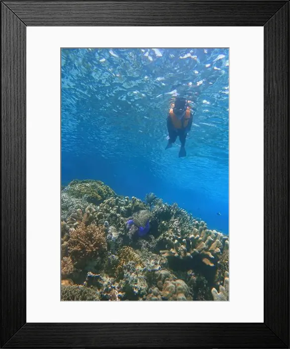 Framed Print : Indonesia Bunaken - Marine life Coral reef with tropical fish Framed Print : Indonesia Bunaken - Marine life Coral reef with tropical fish