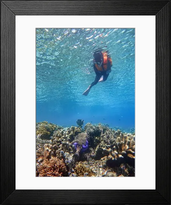 Framed Print : Indonesia Bunaken - Marine life Coral reef with tropical fish Framed Print : Indonesia Bunaken - Marine life Coral reef with tropical fish