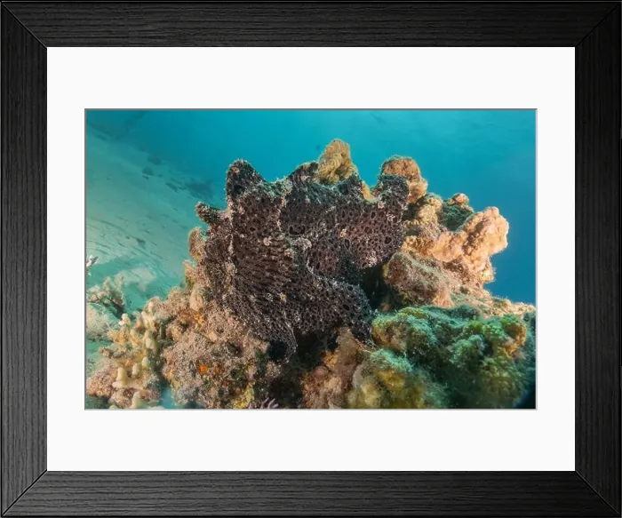 Framed Print : Frogfish swim in the Red Sea, colorful fish, Eilat Israel Framed Print : Frogfish swim in the Red Sea, colorful fish, Eilat Israel