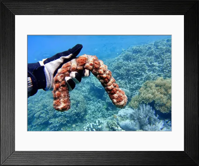 Framed Print : Indonesia Bunaken - Marine life Coral reef with Sea cucumber Framed Print : Indonesia Bunaken - Marine life Coral reef with Sea cucumber