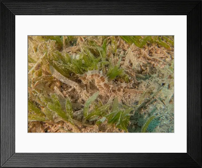 Framed Print : Sea Horse in the Red Sea Colorful and beautiful, Eilat Israel Framed Print : Sea Horse in the Red Sea Colorful and beautiful, Eilat Israel