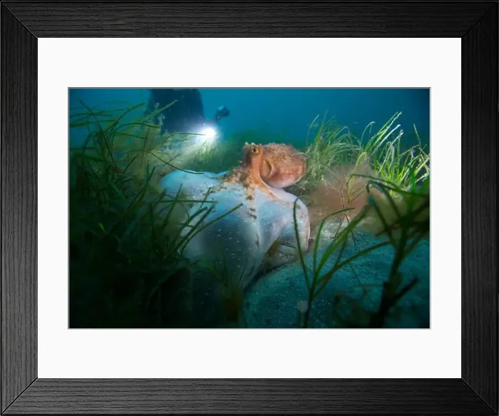 Framed Print : Octopus hunting for food on sand reef Framed Print : Octopus hunting for food on sand reef