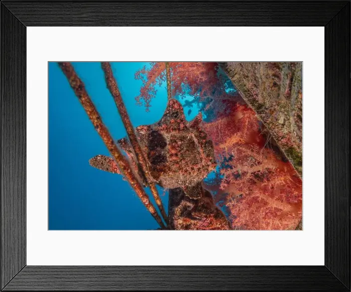 Framed Print : Frogfish swim in the Red Sea, colorful fish, Eilat Israel Framed Print : Frogfish swim in the Red Sea, colorful fish, Eilat Israel