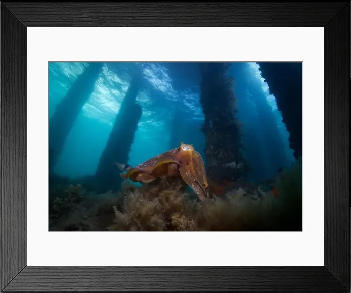 Framed Print : Cuttlefish swimming through the water under a pier Framed Print : Cuttlefish swimming through the water under a pier