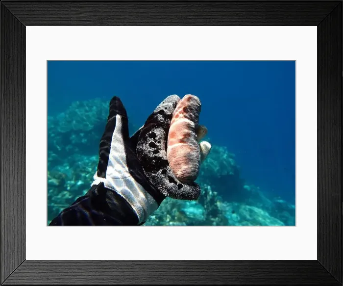 Framed Print : Indonesia Alor Island - Marine life - Sea cucumber - Echinoderm Framed Print : Indonesia Alor Island - Marine life - Sea cucumber - Echinoderm