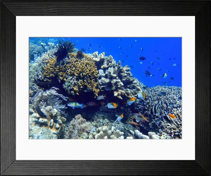 Framed Print : Indonesia Bunaken - Marine life Coral reef with tropical fish Framed Print : Indonesia Bunaken - Marine life Coral reef with tropical fish