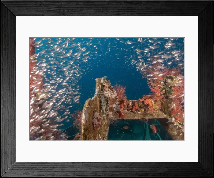 Framed Print : Lionfish in the Red Sea colorful fish, Eilat Israel Framed Print : Lionfish in the Red Sea colorful fish, Eilat Israel