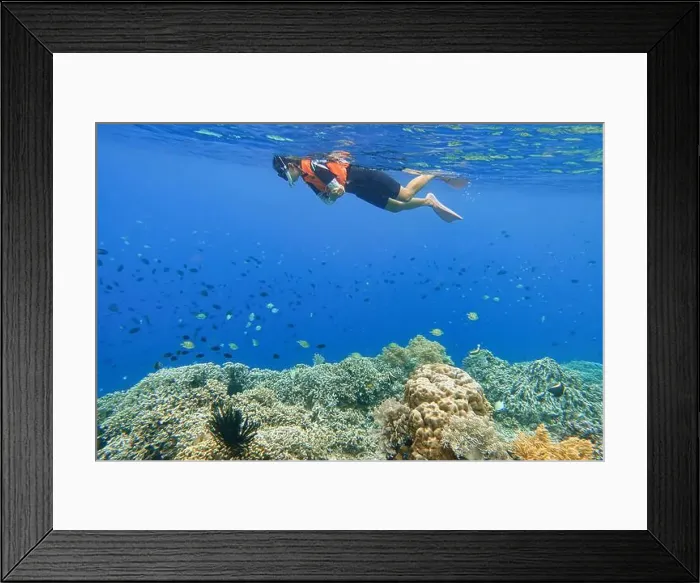 Framed Print : Indonesia Bunaken - Marine life Coral reef - snorkeling Framed Print : Indonesia Bunaken - Marine life Coral reef - snorkeling
