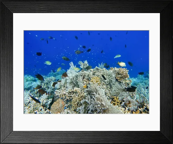 Framed Print : Indonesia Bunaken - Marine life Coral reef with tropical fish Framed Print : Indonesia Bunaken - Marine life Coral reef with tropical fish