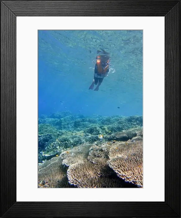Framed Print : Indonesia Bunaken - Marine life in Coral reef - snorkeling Framed Print : Indonesia Bunaken - Marine life in Coral reef - snorkeling