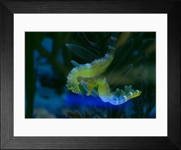 Framed Print : a seahorse is swimming in a seaweed Framed Print : a seahorse is swimming in a seaweed