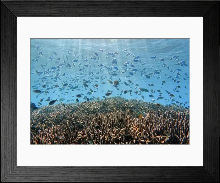 Framed Print : Indonesia Bunaken - Marine life Coral reef with tropical fish Framed Print : Indonesia Bunaken - Marine life Coral reef with tropical fish