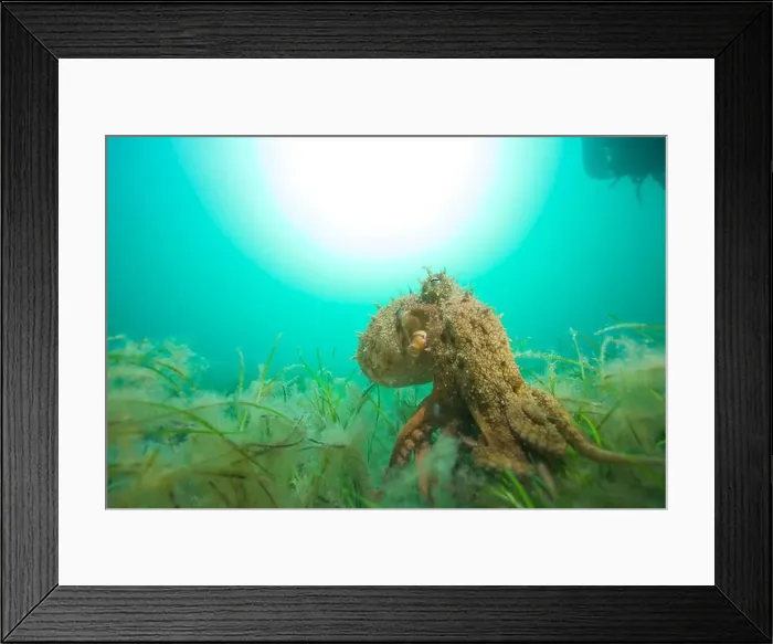 Framed Print : Octopus hunting for food on sand reef Framed Print : Octopus hunting for food on sand reef