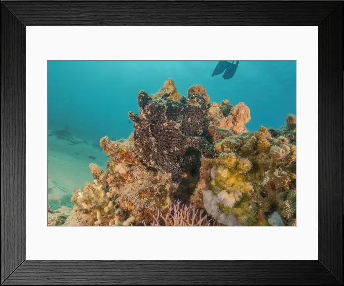 Framed Print : Frogfish swim in the Red Sea, colorful fish, Eilat Israel Framed Print : Frogfish swim in the Red Sea, colorful fish, Eilat Israel