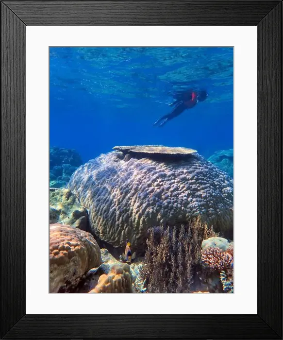 Framed Print : Indonesia Anambas Islands - Woman snorkeling in coral reef Framed Print : Indonesia Anambas Islands - Woman snorkeling in coral reef