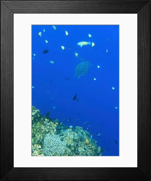 Framed Print : Indonesia Bunaken - Marine life Coral reef with tropical fish and sea turtle Framed Print : Indonesia Bunaken - Marine life Coral reef with tropical fish and sea turtle