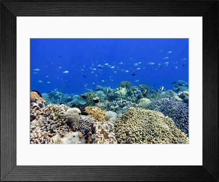 Framed Print : Indonesia Bunaken - Marine life Coral reef with tropical fish Framed Print : Indonesia Bunaken - Marine life Coral reef with tropical fish