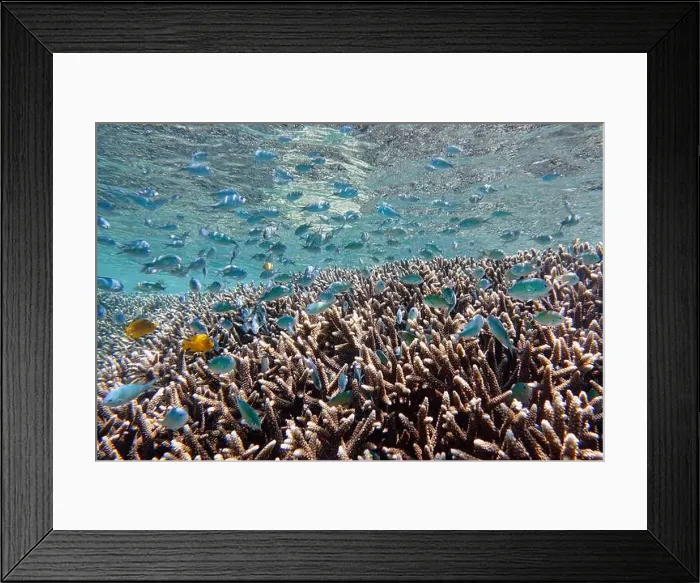 Framed Print : Indonesia Bunaken - Marine life Coral reef with tropical fish Framed Print : Indonesia Bunaken - Marine life Coral reef with tropical fish