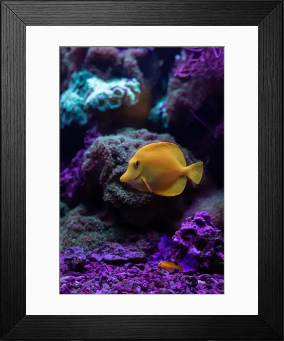 Framed Print : Yellow fish in the aquarium.Underwater world of the ocean. High quality photo Framed Print : Yellow fish in the aquarium.Underwater world of the ocean. High quality photo