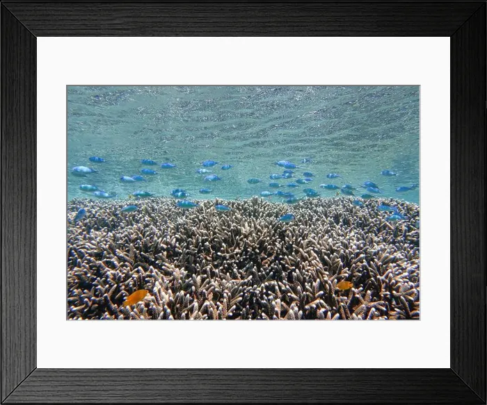 Framed Print : Indonesia Bunaken - Marine life Coral reef with tropical fish Framed Print : Indonesia Bunaken - Marine life Coral reef with tropical fish