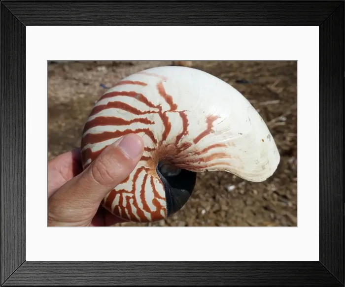 Framed Print : Indonesia Alor - giant tiger nautilus shell in hand Framed Print : Indonesia Alor - giant tiger nautilus shell in hand