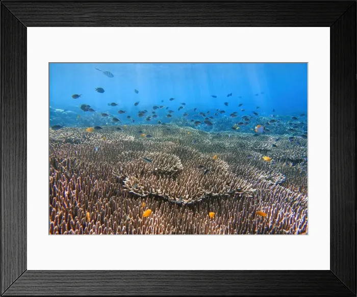 Framed Print : Indonesia Bunaken - Marine life Coral reef with tropical fish Framed Print : Indonesia Bunaken - Marine life Coral reef with tropical fish