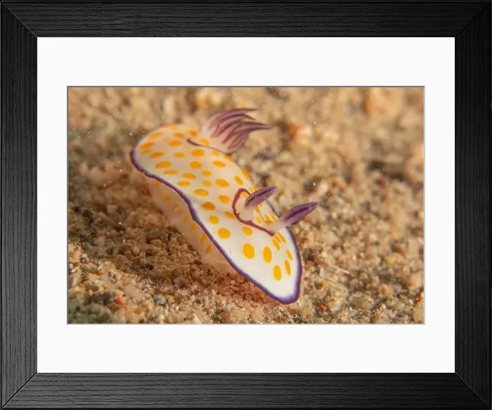 Framed Print : Sea Slug in the Red Sea Colorful and beautiful, Eilat Israel Framed Print : Sea Slug in the Red Sea Colorful and beautiful, Eilat Israel
