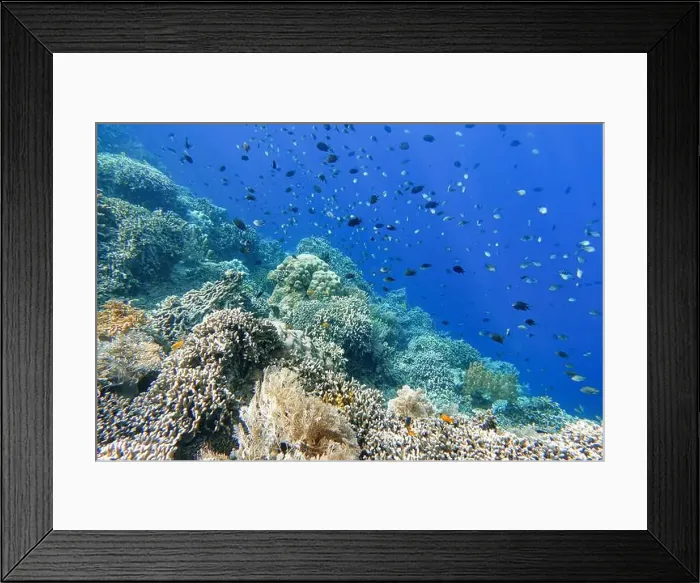 Framed Print : Indonesia Bunaken - Marine life Coral reef with tropical fish Framed Print : Indonesia Bunaken - Marine life Coral reef with tropical fish
