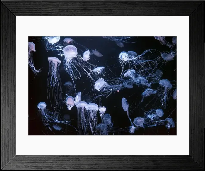 Framed Print : Atlantic sea nettle, Chrysaora quinquecirrha Framed Print : Atlantic sea nettle, Chrysaora quinquecirrha