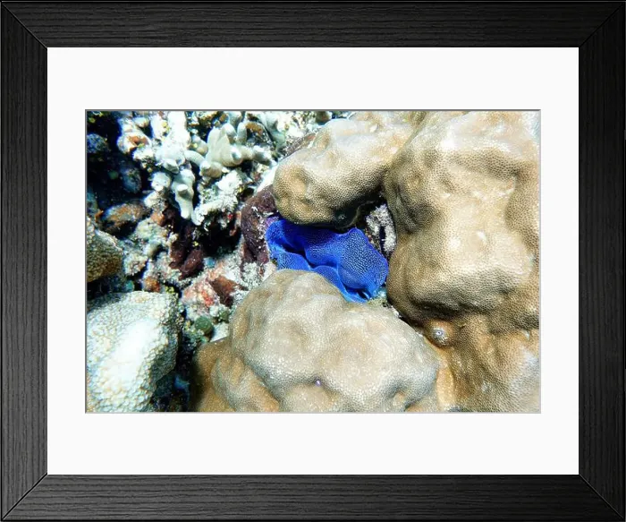 Framed Print : Indonesia Bunaken - Marine life Coral reef with tropical fish Framed Print : Indonesia Bunaken - Marine life Coral reef with tropical fish