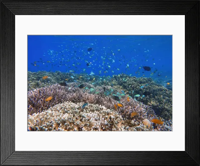 Framed Print : Indonesia Bunaken - Marine life Coral reef with tropical fish Framed Print : Indonesia Bunaken - Marine life Coral reef with tropical fish