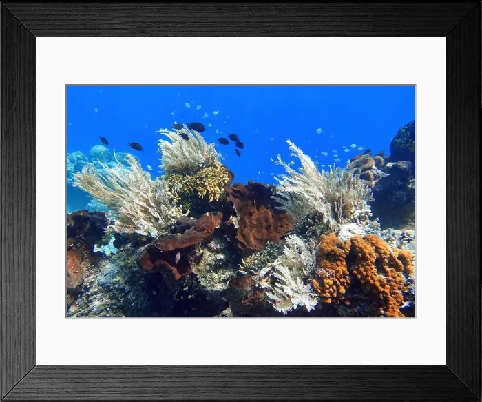 Framed Print : Indonesia Bunaken - Marine life Coral reef with tropical fish Framed Print : Indonesia Bunaken - Marine life Coral reef with tropical fish