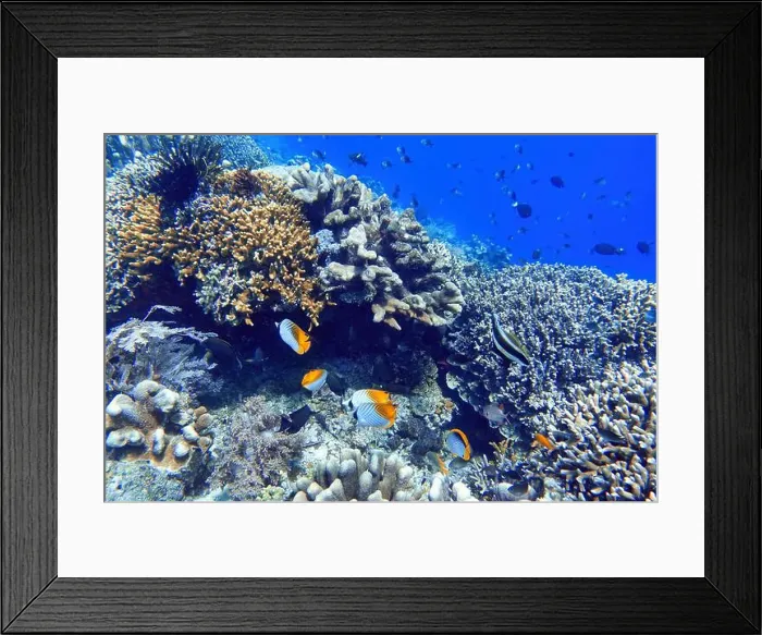 Framed Print : Indonesia Bunaken - Marine life Coral reef with tropical fish Framed Print : Indonesia Bunaken - Marine life Coral reef with tropical fish