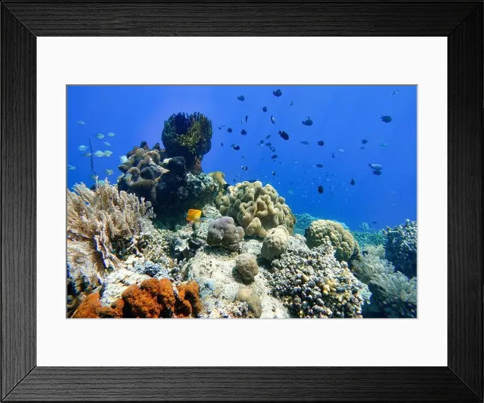 Framed Print : Indonesia Bunaken - Marine life Coral reef with tropical fish Framed Print : Indonesia Bunaken - Marine life Coral reef with tropical fish