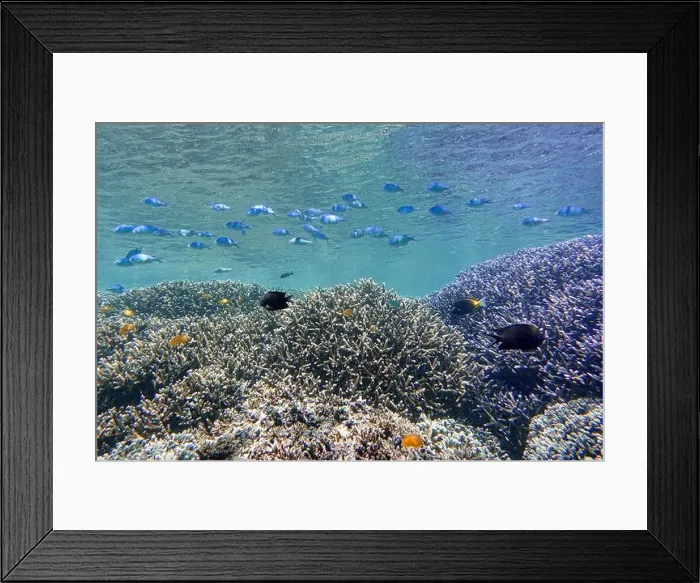 Framed Print : Indonesia Bunaken - Marine life Coral reef with tropical fish Framed Print : Indonesia Bunaken - Marine life Coral reef with tropical fish