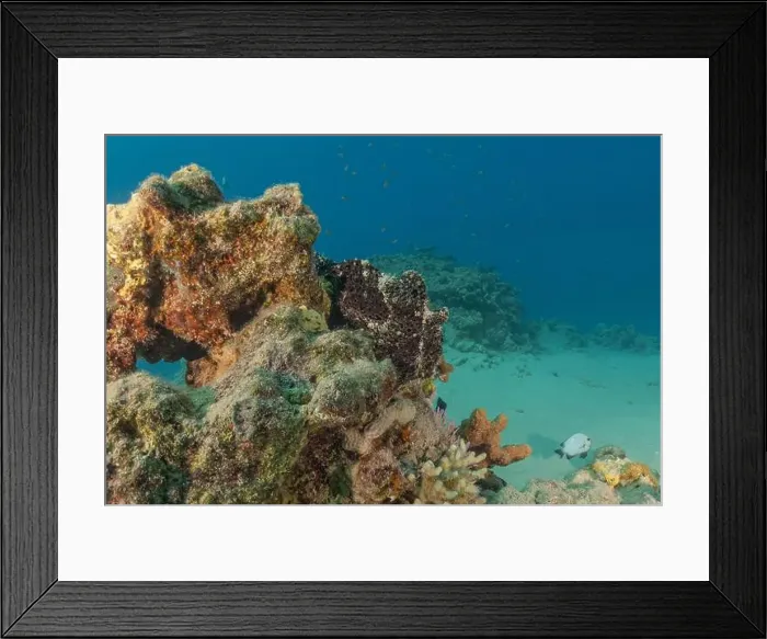 Framed Print : Frogfish swim in the Red Sea, colorful fish, Eilat Israel Framed Print : Frogfish swim in the Red Sea, colorful fish, Eilat Israel