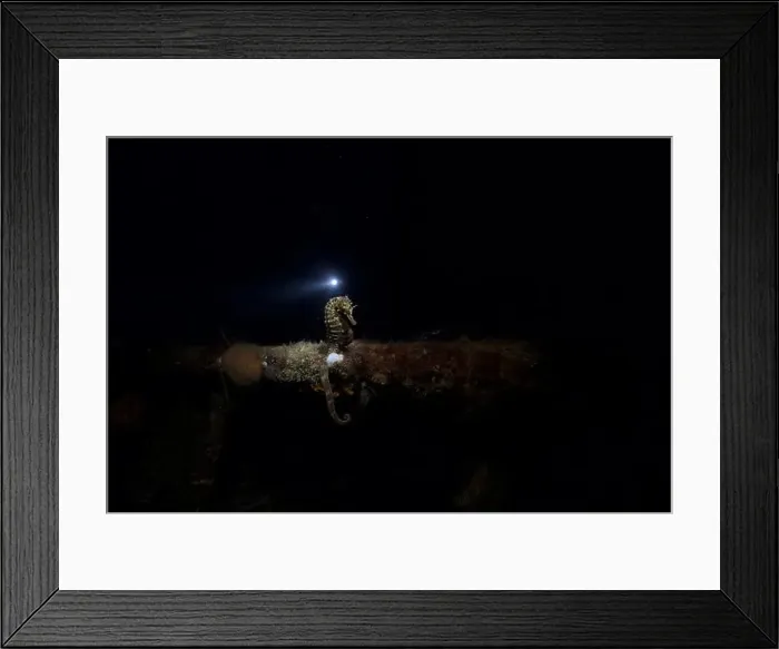 Framed Print : Seahorse resting on a structure at night time