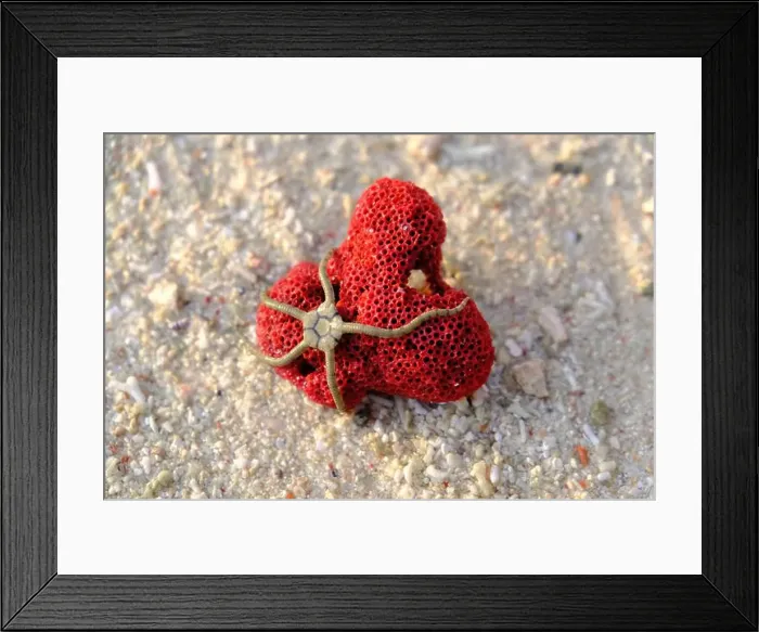 Framed Print : Indonesia Alor Islands Archipelago Red Coral Starfish on the beach Framed Print : Indonesia Alor Islands Archipelago Red Coral Starfish on the beach