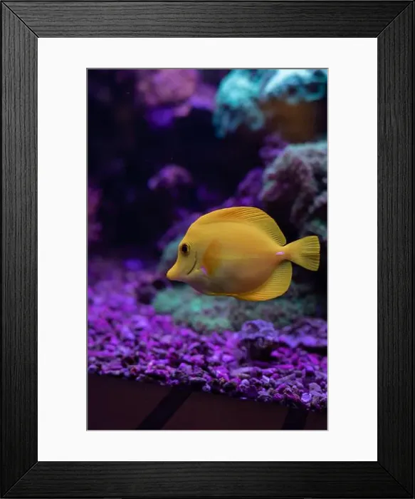 Framed Print : Yellow fish in the aquarium.Underwater world of the ocean. High quality photo Framed Print : Yellow fish in the aquarium.Underwater world of the ocean. High quality photo