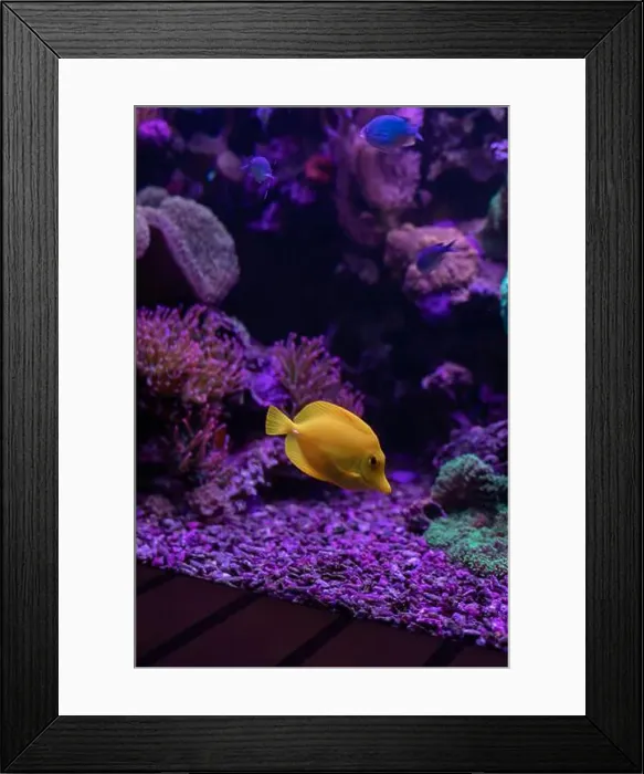 Framed Print : Yellow fish in the aquarium.Underwater world of the ocean. High quality photo Framed Print : Yellow fish in the aquarium.Underwater world of the ocean. High quality photo
