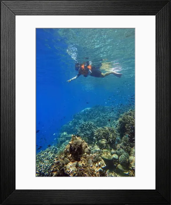 Framed Print : Indonesia Bunaken - Marine life in Coral reef - snorkeling Framed Print : Indonesia Bunaken - Marine life in Coral reef - snorkeling